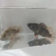 天然採取個体、オヤニラミ、2匹セット。