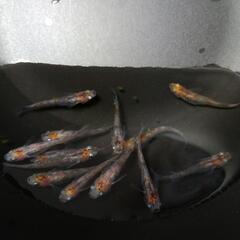 お話し中【メダカ】　透明鱗三色メダカ　成魚13匹