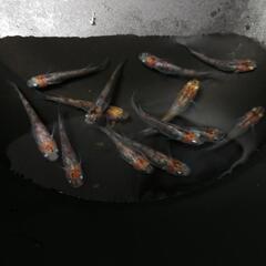 お話し中【メダカ】　透明鱗三色メダカ　成魚13匹の画像