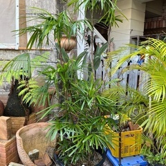 シュロチク　カンノンチク科