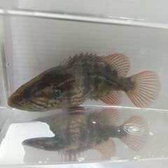 天然採取個体、オヤニラミ、２匹セット