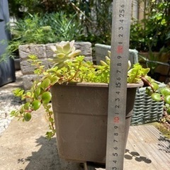 多肉植物　寄せ植えの画像