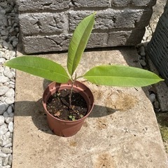 ショウナンゴムノキ　アムステルダムキング　フィカス　ゴムの木の画像