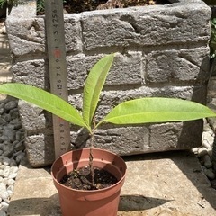 ショウナンゴムノキ　アムステルダムキング　フィカス　ゴムの木の画像