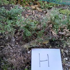 天然の   #イワヒバ　H