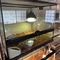 グラステラリウム　60×45 中古