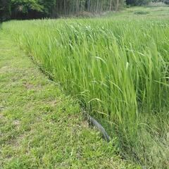 真菰　マコモ　マコモダケ　苗差し上げます