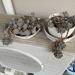 お花　薔薇っぽい。の画像