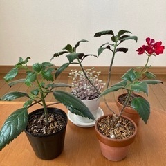 (決定)小さな鉢植えセット🪴
