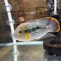 決まりました。グリーンテラーオスメス！オス11㎝±メス7㎝±2匹で