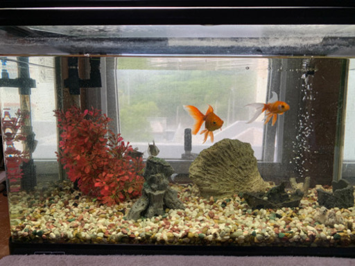 水槽セット、生体すべて