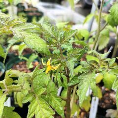 【野菜苗】ミニトマト、枝豆などの画像