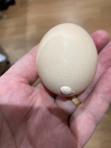 卵　デベソ