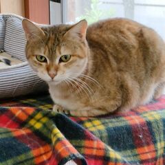 あなたのエントリーまってます - 猫