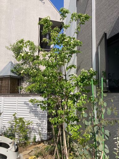 【庭木】落葉ヤマボウシ（白花）