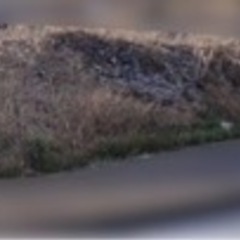 ﾘﾋﾟｰﾄOK◎大きく立派な大量の石あり［石鎚良縁起］庭造りや塀用にも便利！の画像