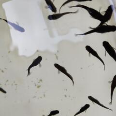 メダカ　オロチ　3匹（1ペア＋1匹）　500円の画像