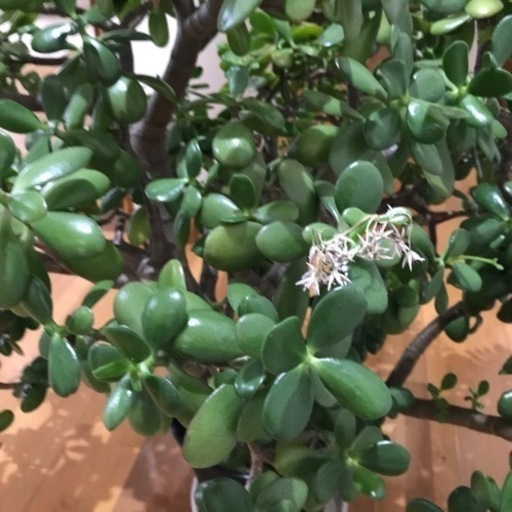 観葉植物　多肉植物　金のなる木（大）