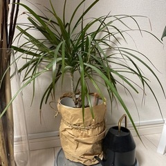 観葉植物（不明）