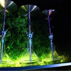 Shisha Bar Isis【クーポン】 − 福島県