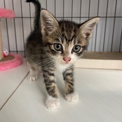すばしっこいやんちゃ君(*´ω`*)