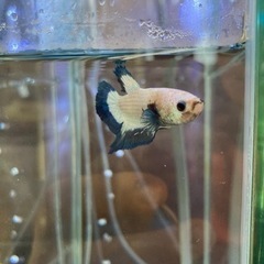 ベタ