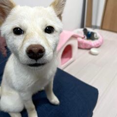 ワンちゃんと一緒にミニゲーム🐶犬好きが集まり繋がる会✨