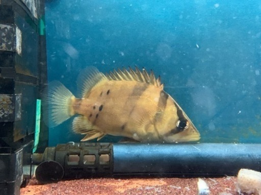 フォーバータイガー　ダトニオ