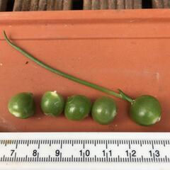 期間限定お値下げ中!!◎超貴重レア植物　アルブカブラクテアータ　赤ちゃん　お裾分け　可愛い花を沢山咲かせます◎の画像