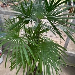 シュロチク 現品処分品
