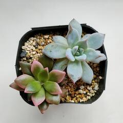 7　多肉植物（桜吹雪・ブルーバード）【多肉育て方説明付き】