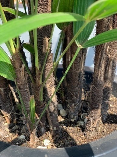 【お譲り先決定】観葉植物　観音竹(カンノンチク) 88cm 6号