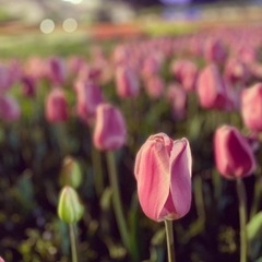 一緒に野草染めしませんか⁇ - 橿原市