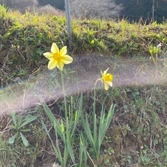 一緒に野草染めしませんか⁇ - ボランティア