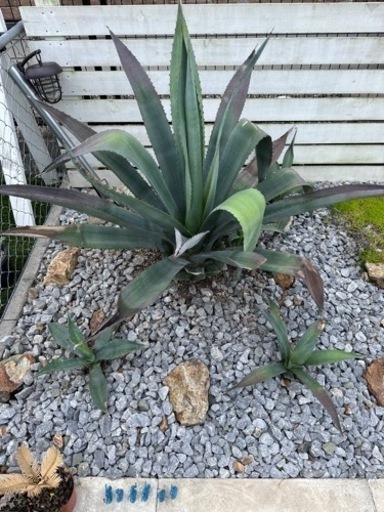アガベ　アオノリュウゼツラン　ドライガーデン