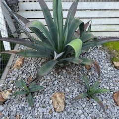 アガベ　アオノリュウゼツラン　ドライガーデン　
