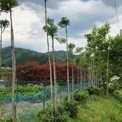 【北山杉】【台杉】約30本程ございます！