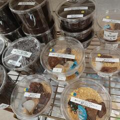 ＊＊クワガタ＊ロードプラザ倉敷＊倉敷＊船穂＊玉島＊直売＊＊の画像