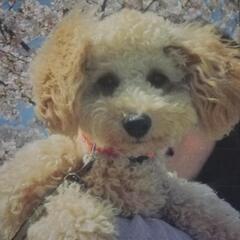 大東、門真、犬好きの方🐶