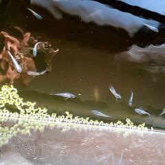 【決定】ｻﾌｧｲｱﾒﾀﾞｶの針子50匹(量産特価!)の画像