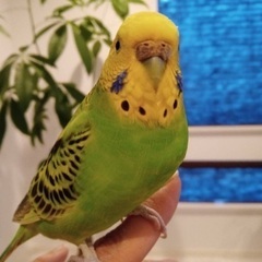 セキセイインコを探してます
