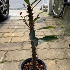 ハナキリン(花麒麟)  観葉植物の画像