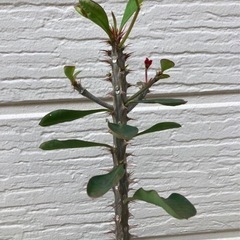 ハナキリン(花麒麟)  観葉植物の画像