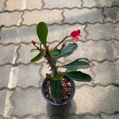 ハナキリン(花麒麟)  観葉植物