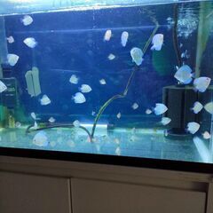 ディスカスブルーダイヤの幼魚