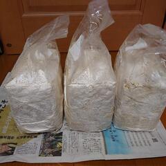 菌糸ブロック3個セットの画像