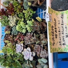 多肉植物はじめませんか？