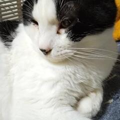 ハチワレ５歳♂