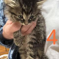 里親募集中 − 宮城県
