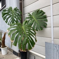 【決まりました】観葉植物　モンステラ